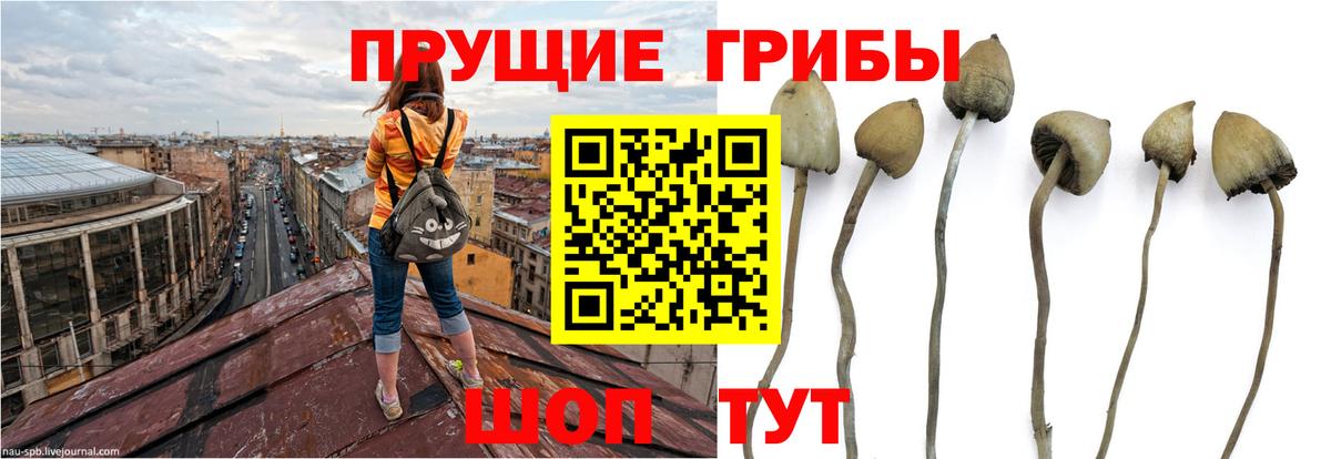 Псилоцибиновые грибы GOLDEN TEACHER Сергиев Посад